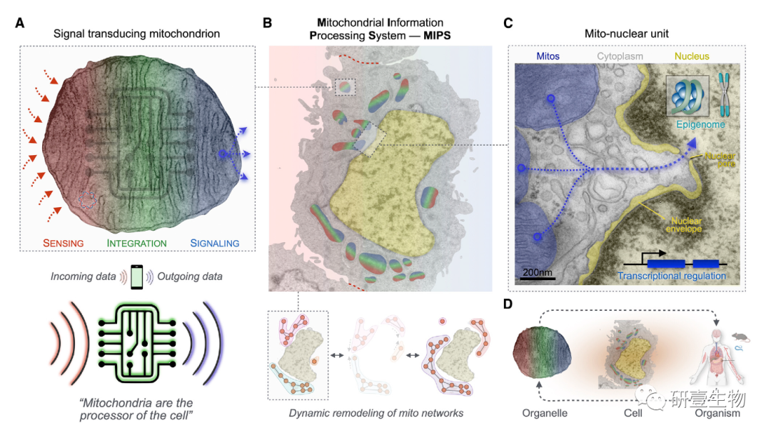 Mitochondrial Signal Transduction: A Comprehensive Overview