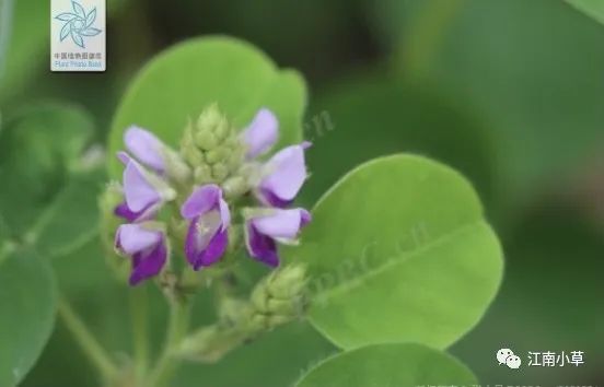 Overview of Desmodium Styracifolium (Broad Moneywort)