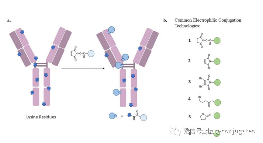 Characteristics and Coupling Methods of ADC Toxins