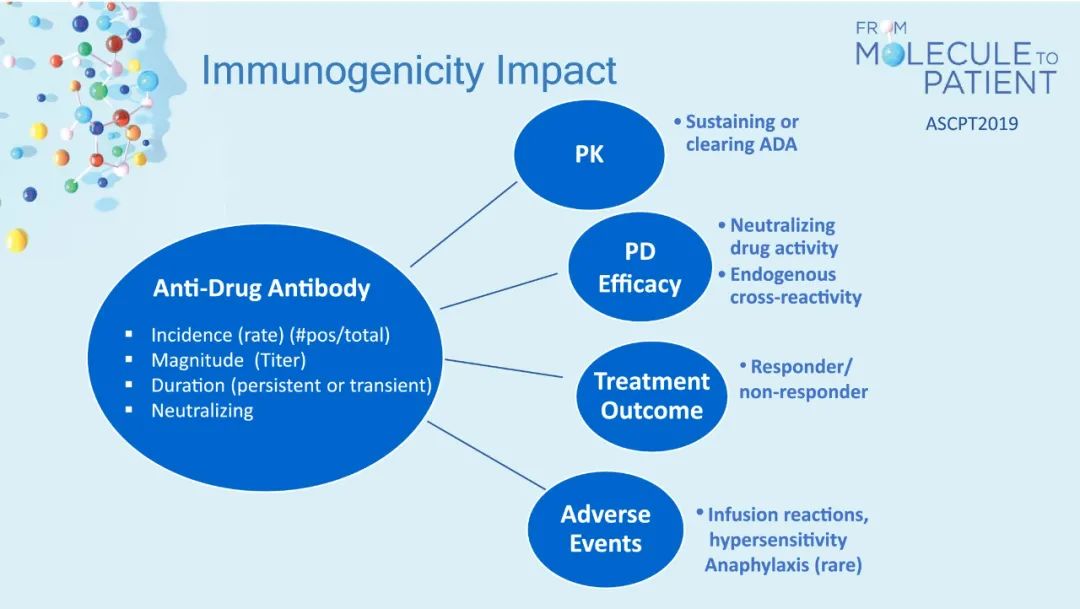 Discussing Immunogenicity of ADCs