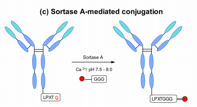 ADC Bioconjugation Technology