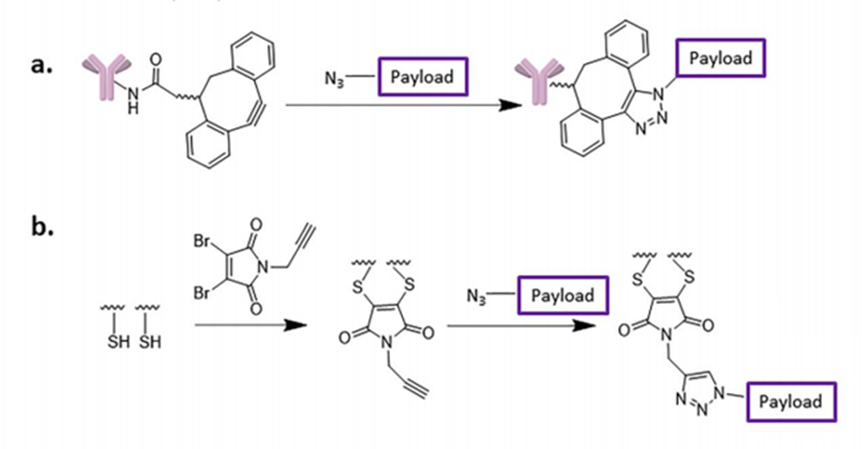 Characteristics and Coupling Methods of ADC Toxins