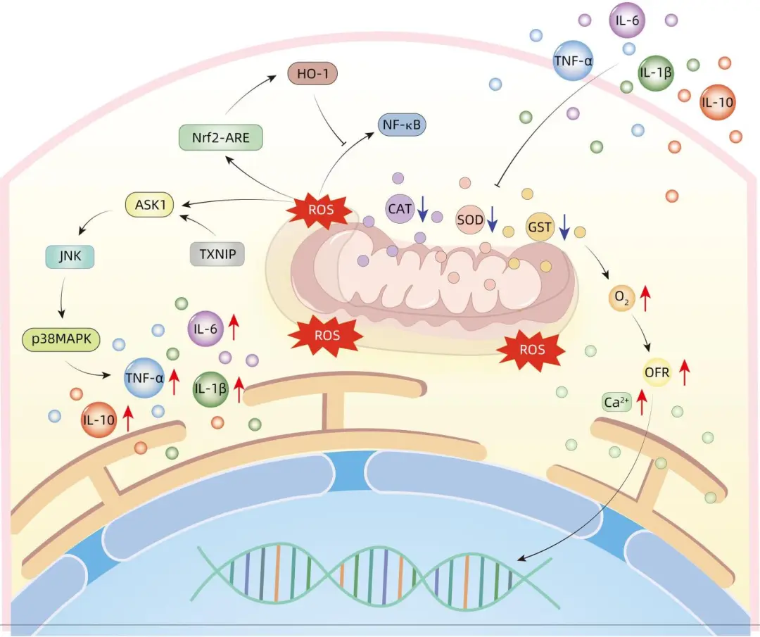 Mechanisms and Prevention of Acute Pancreatitis Complicating Liver Failure