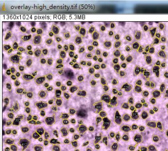 Unlocking Various Technical Skills in ImageJ