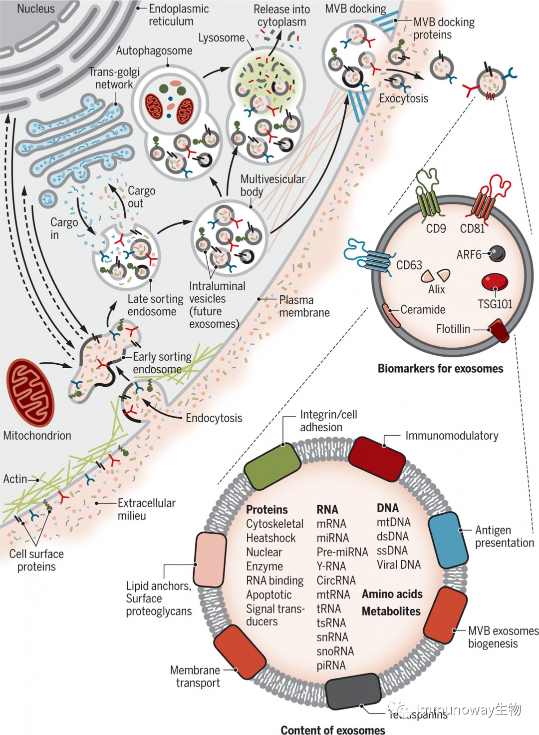 Extracellular Vesicles: Biological Functions and Clinical Applications