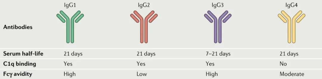 Structure and Function of Antibody-Drug Conjugates (ADC)