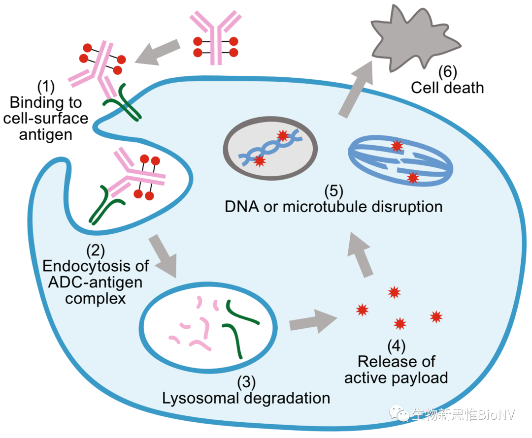 Key Considerations in ADC Design Based on Pharmacokinetics