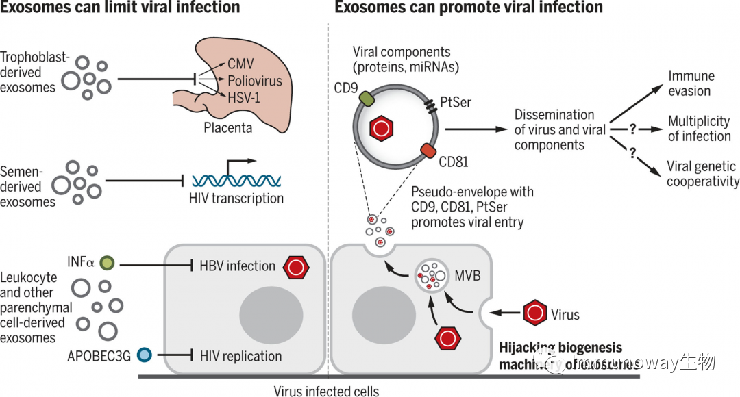 Extracellular Vesicles: Biological Functions and Clinical Applications