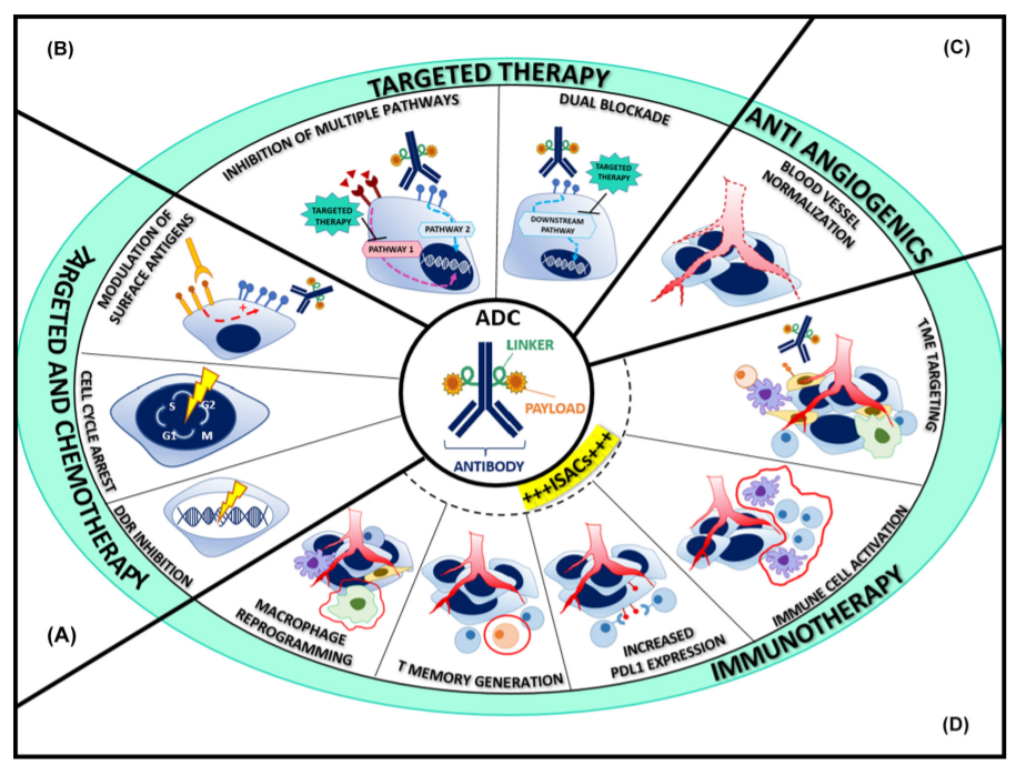 The Path of Combination Therapy for ADCs
