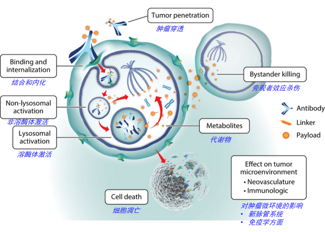 Comprehensive Interpretation of Antibody-Drug Conjugates (ADC)