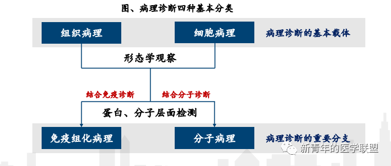 In-Depth Analysis of the IVD Pathological Diagnosis Industry Chain