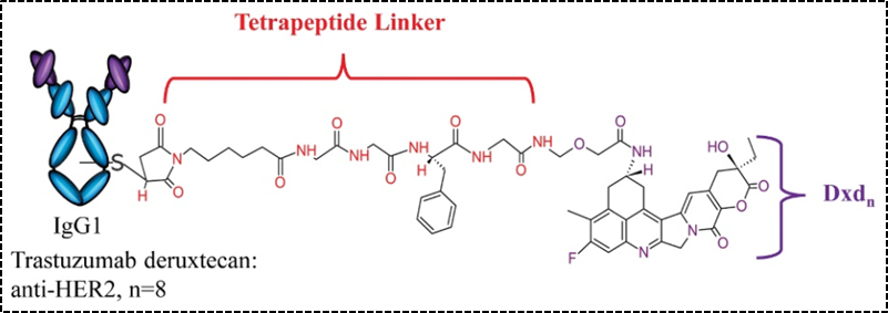 In-Depth Analysis of Antibody-Drug Conjugates (ADC) - Part 3