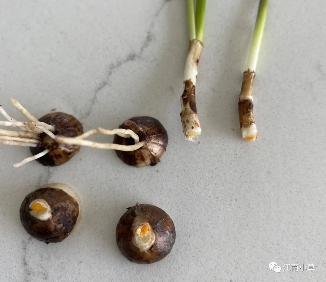 Understanding The Herb Zephyranthes Candidus