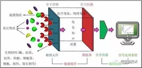 Understanding Biosensors: Applications and Principles