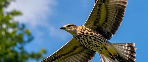 Nghttp3: A Highly Practical C++ Library