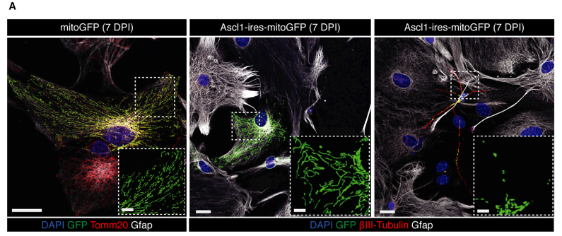 CRISPRa Enhances Neuron Reprogramming Speed and Efficiency