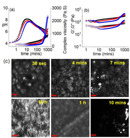 Glasgow University Dave J. Adams Group: Self-Stabilizing Hydrogel Biomimetic Systems