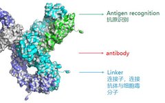 Development of Analytical Methods for ADC Drugs
