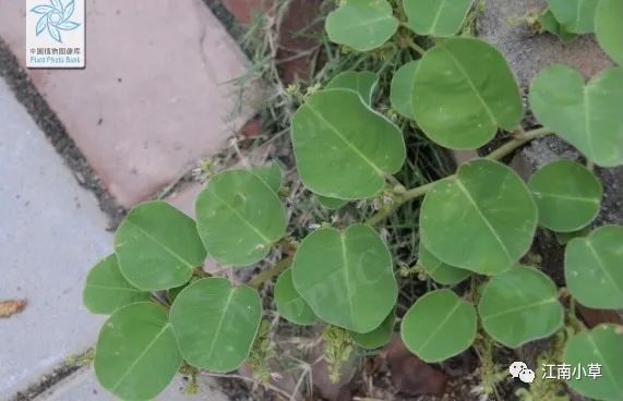 Overview of Desmodium Styracifolium (Broad Moneywort)