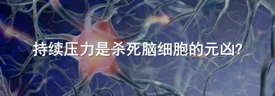 Challenging Traditional Views: Tsinghua Team Redefines Auditory Pathways