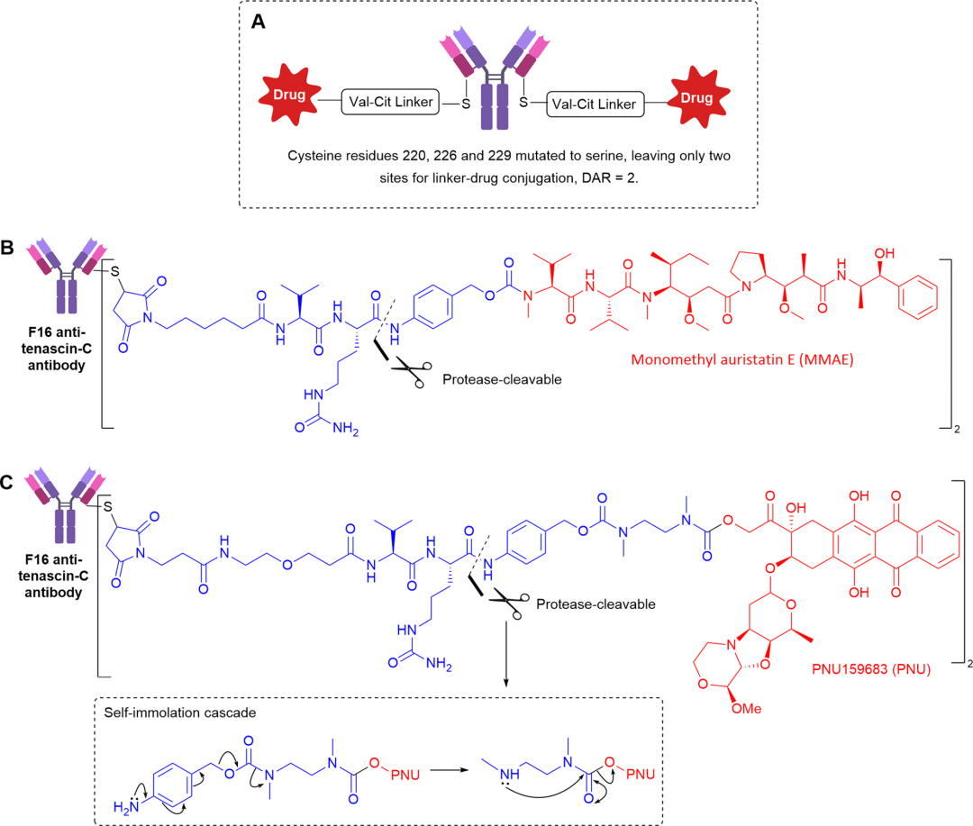 Another Bright Path for ADC Development - Non-Internalizing ADC