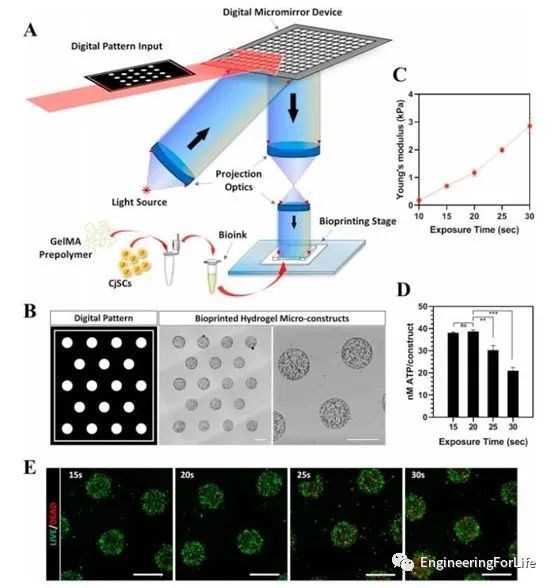 Applications of Projection Photopolymerization in 3D Bioprinting: Microneedles, Microspheres, and Microfluidic Chips