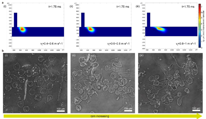 One-Step Formation Method of Sperm-Like Structure Microrobots for Drug Delivery