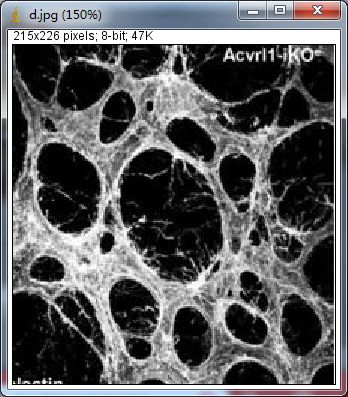 Unlocking Various Technical Skills in ImageJ