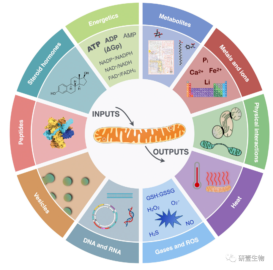 Mitochondrial Signal Transduction: A Comprehensive Overview
