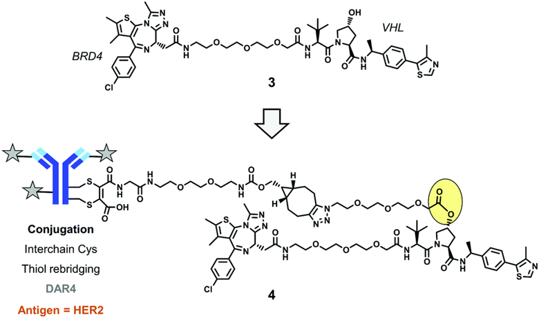 Coupled New Model! PROTAC + ADC = DAC (Directional Degradation Antibody Conjugates)