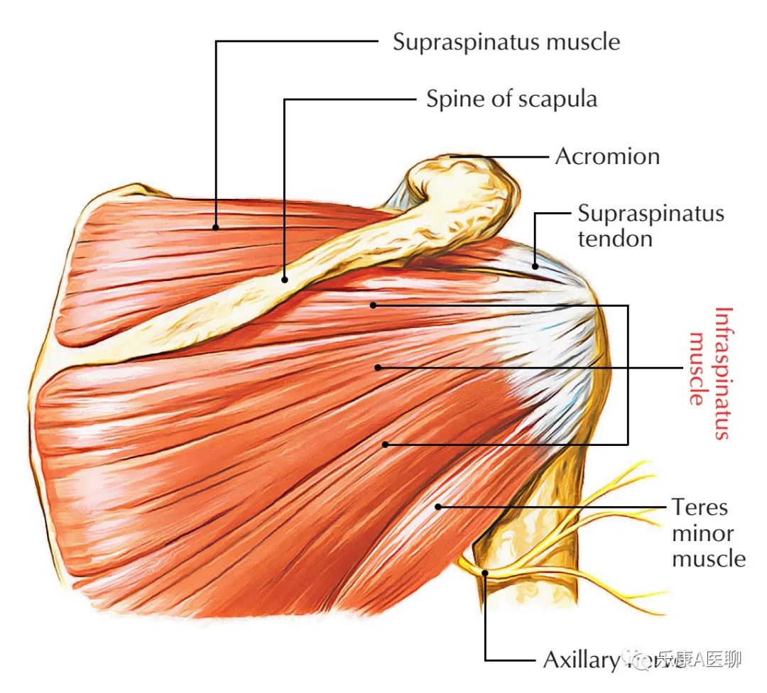 What We Should Know About the Infraspinatus Muscle