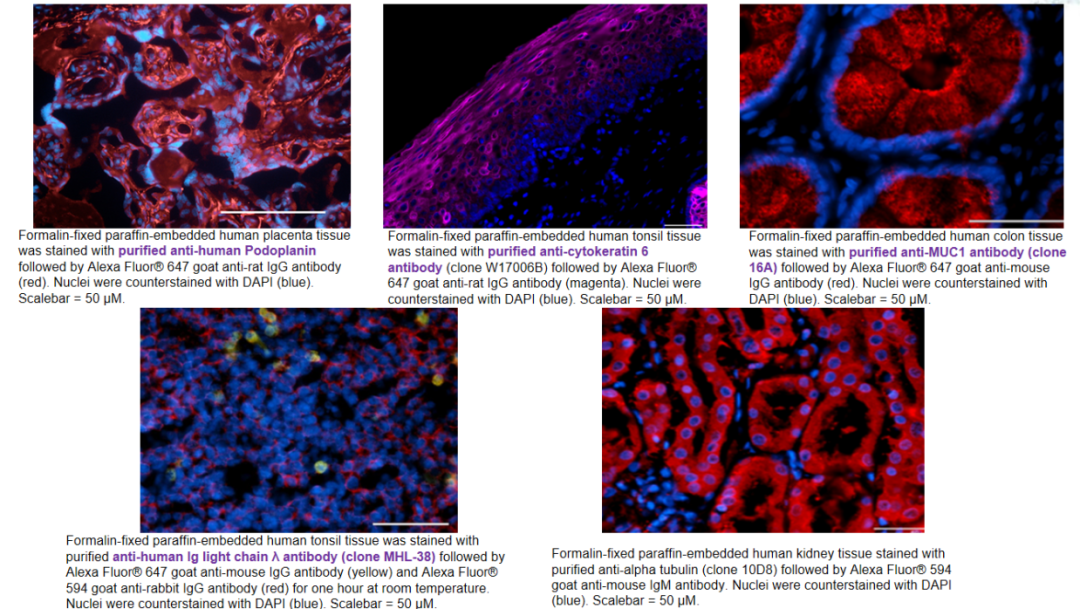 What Else Does BioLegend Offer for IHC/ICC Applications?