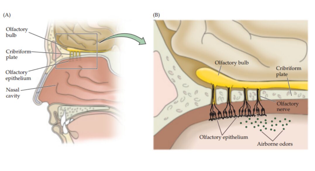 Sensory Physics 101 | Olfaction