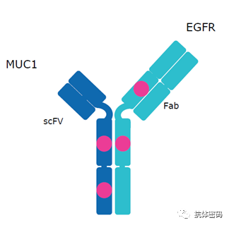 The Next Step for Bispecific Antibodies: Bispecific ADC?