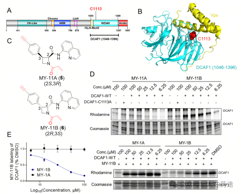 The Future of PROTACs and Molecular Glue: E3 Ligand Development Overview