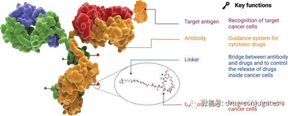 In-Depth Review of ADC Drug Development and Future Directions
