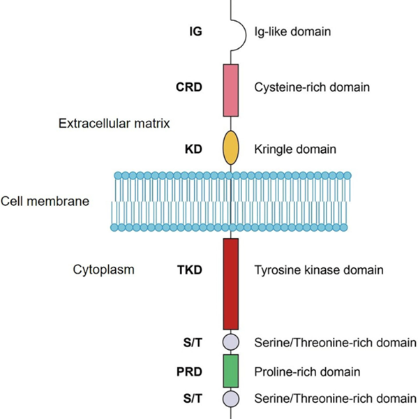 Different Treatment Targets of Breast Cancer ADCs