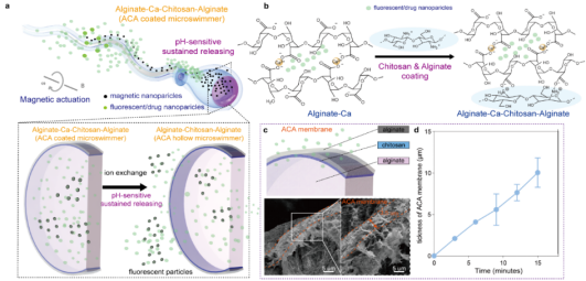 One-Step Formation Method of Sperm-Like Structure Microrobots for Drug Delivery