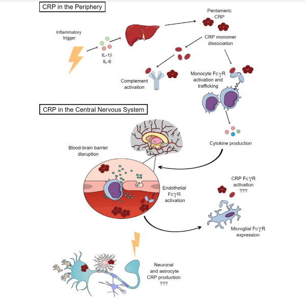 8 Clinical Significances of Elevated C-Reactive Protein Beyond Bacterial Infection