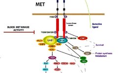 The Future of c-MET: Dual Antibodies, ADCs, or New Technologies?