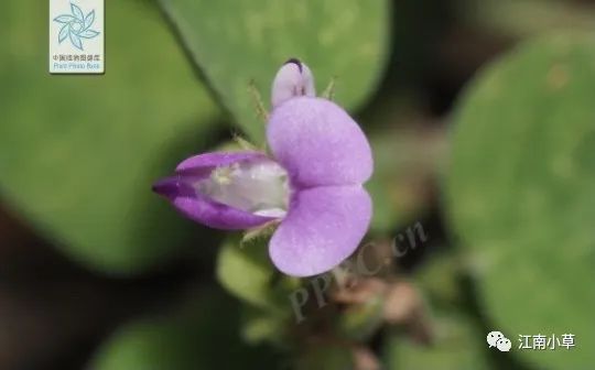 Overview of Desmodium Styracifolium (Broad Moneywort)