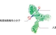 Understanding Antibody-Drug Conjugates (ADCs)