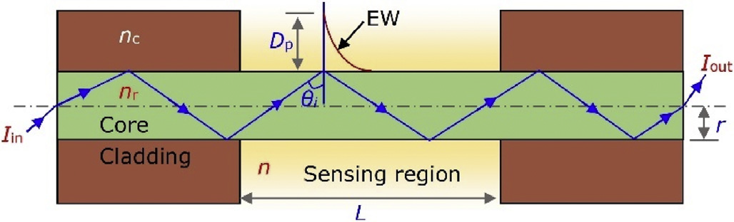 Rapid Water Quality Testing: Evanescent Wave Fiber Sensors