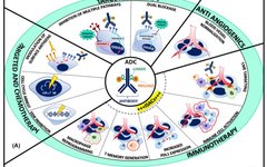 The Path of Combination Therapy for ADCs
