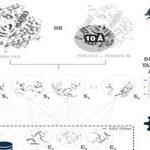 Proteus: An Algorithm for Stable Mutations Based on Known Protein 3D Structures