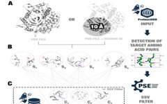 Proteus: An Algorithm for Stable Mutations Based on Known Protein 3D Structures