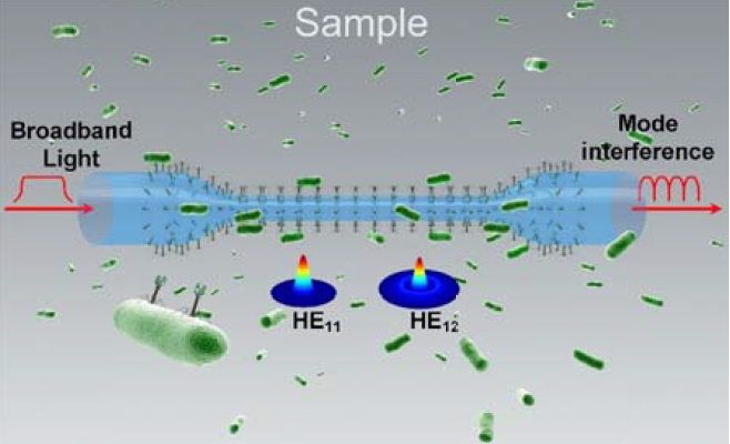 Rapid Water Quality Testing: Evanescent Wave Fiber Sensors