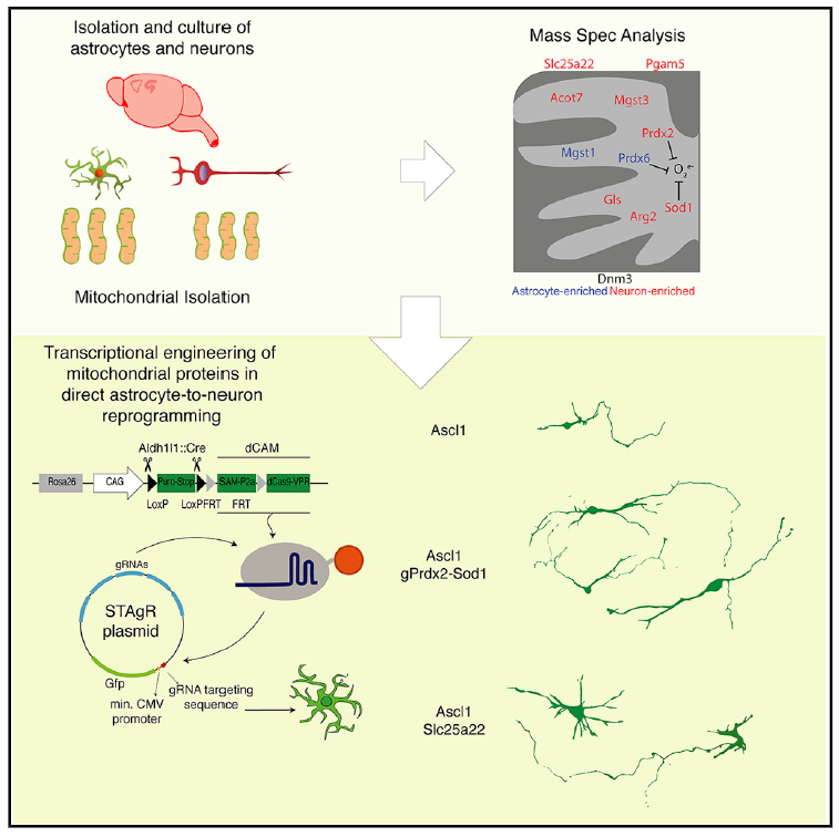CRISPRa Enhances Neuron Reprogramming Speed and Efficiency
