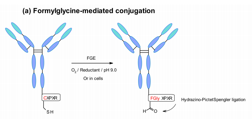 ADC Bioconjugation Technology