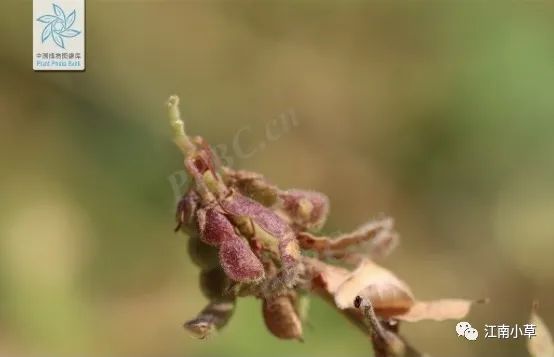 Overview of Desmodium Styracifolium (Broad Moneywort)
